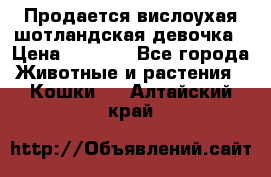 Продается вислоухая шотландская девочка › Цена ­ 8 500 - Все города Животные и растения » Кошки   . Алтайский край